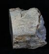Blue Forest Petrified Wood Limb Section - lbs #3269-3